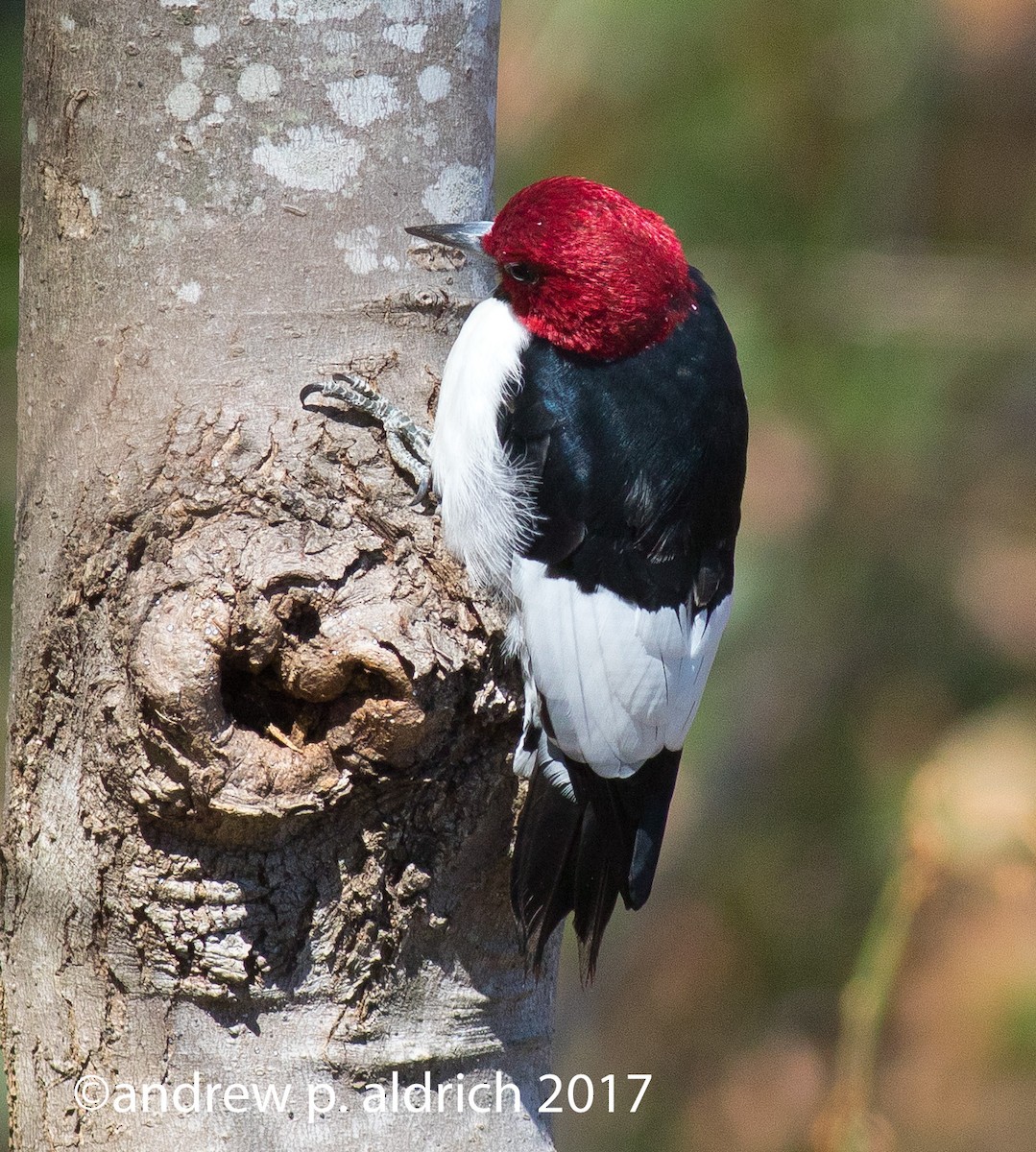 Red-headed Woodpecker - ML51260341