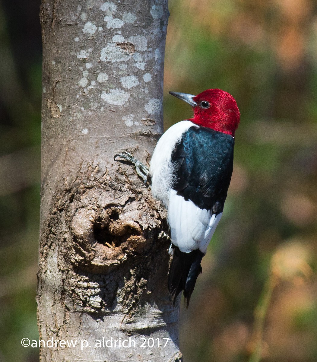 Red-headed Woodpecker - andrew aldrich