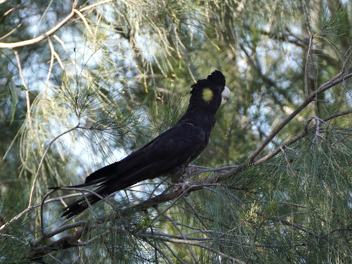Yellow-tailed Black-Cockatoo - ML512605041