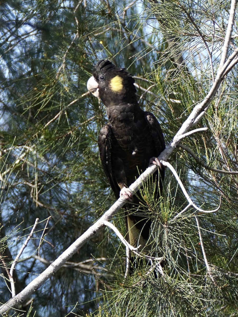 Yellow-tailed Black-Cockatoo - ML512605061
