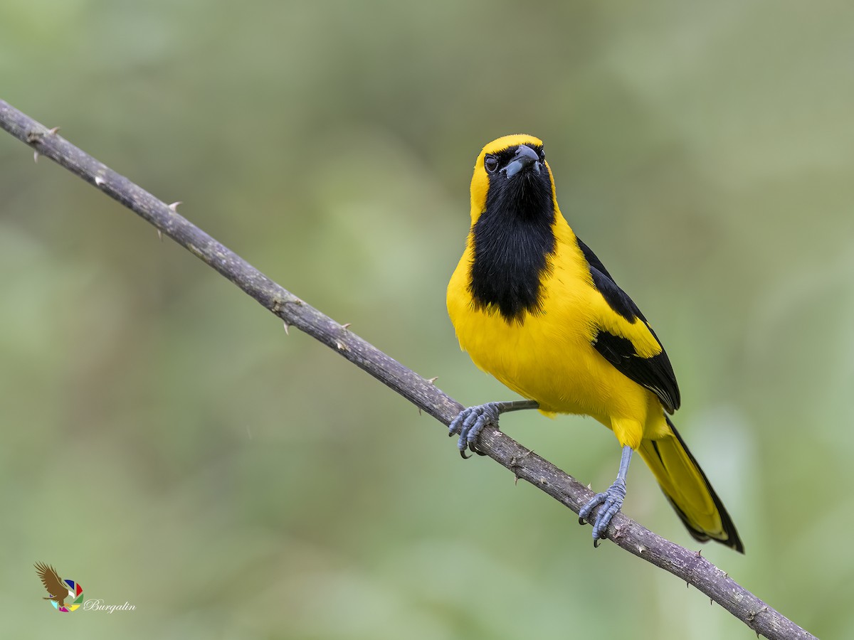 Yellow-tailed Oriole - ML512609341
