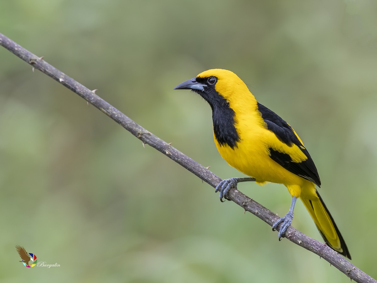 Yellow-tailed Oriole - ML512609351