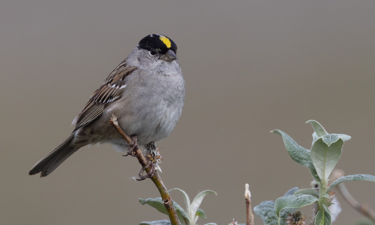 Golden-crowned Sparrow - ML512612291