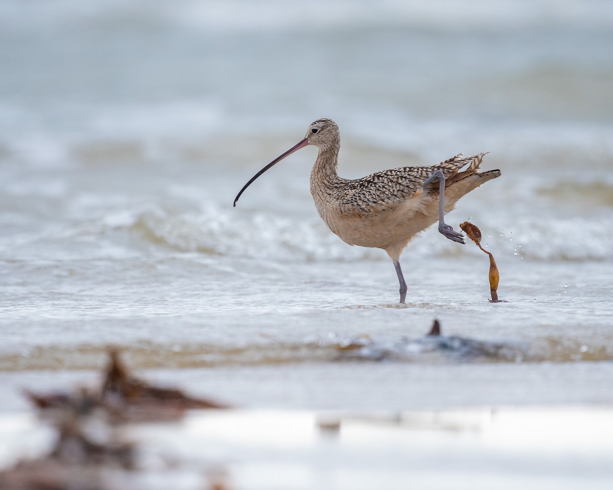 Long-billed Curlew - ML512612871