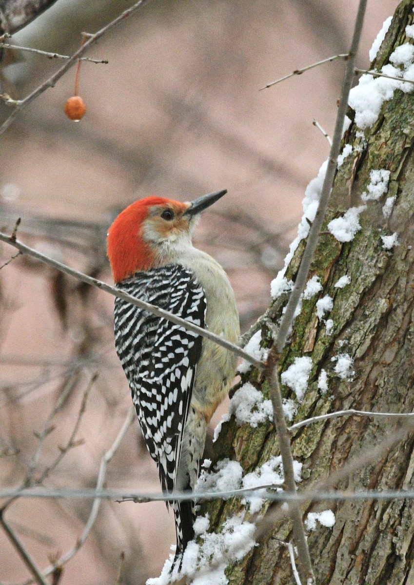 Red-bellied Woodpecker - ML512615001