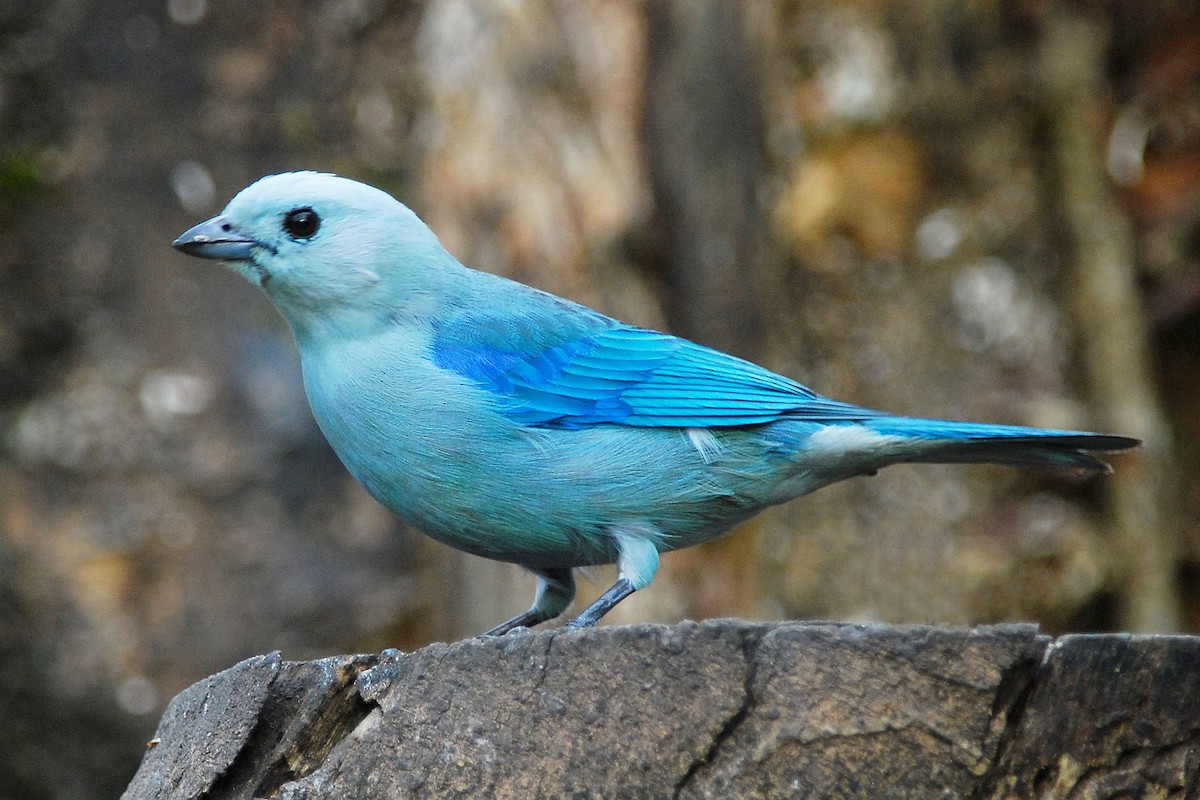 Blue-gray Tanager - ML51261751
