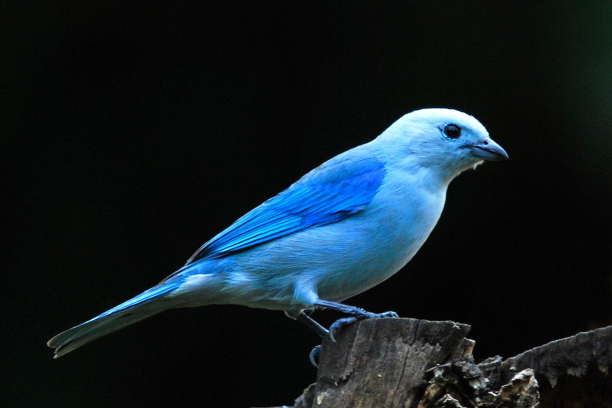 Blue-gray Tanager - ML51261761