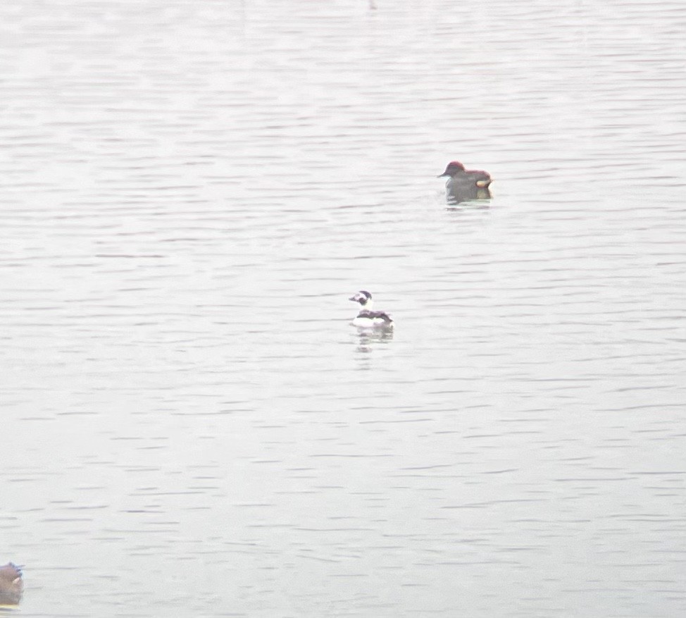 Long-tailed Duck - ML512621791