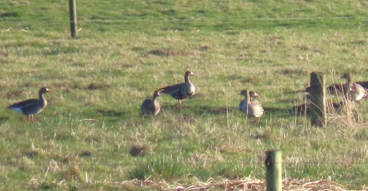 Greater White-fronted Goose - ML512622961