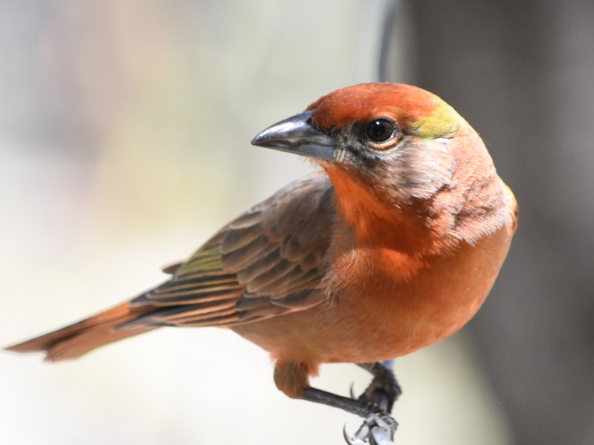 Hepatic Tanager - ML51262431