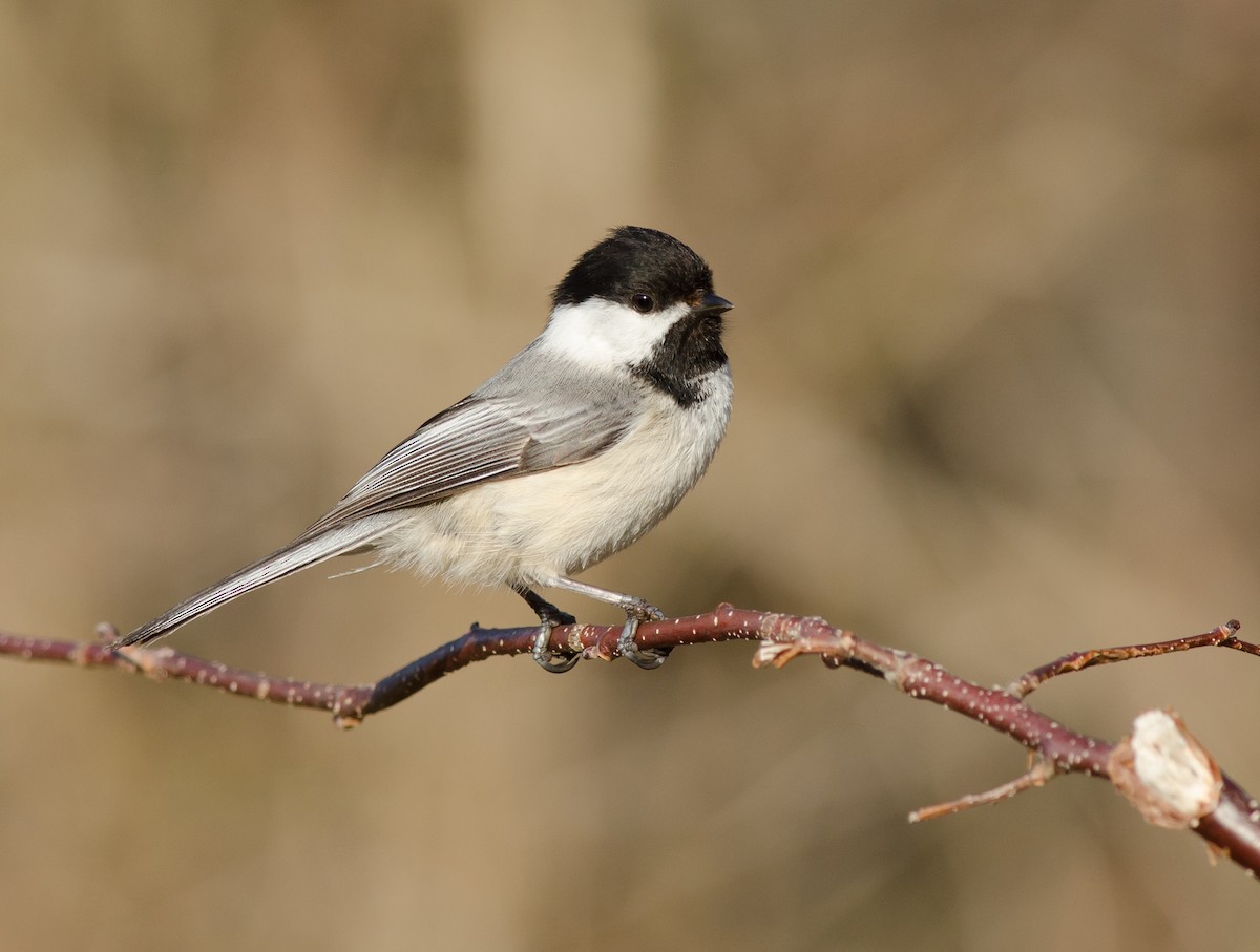 Black-capped Chickadee - Alix d'Entremont