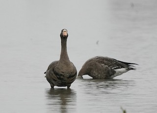 Greater White-fronted Goose, ML512624911