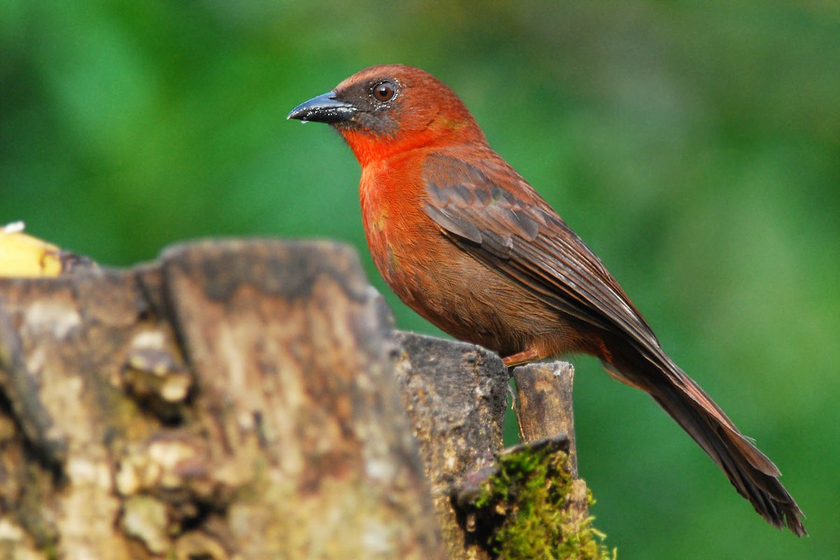 Red-throated Ant-Tanager - ML51262561