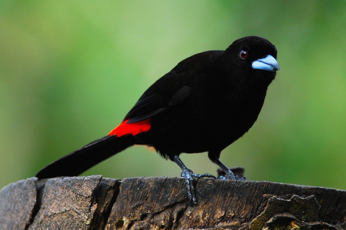 Scarlet-rumped Tanager (Passerini's) - Heather Pickard