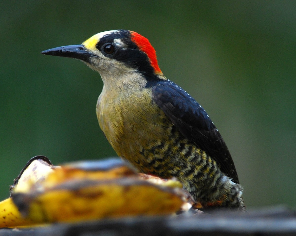 Black-cheeked Woodpecker - Heather Pickard