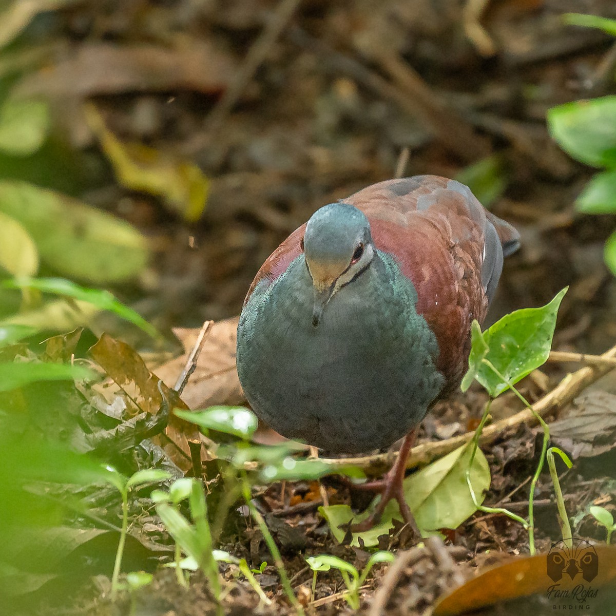 Buff-fronted Quail-Dove - ML512635221