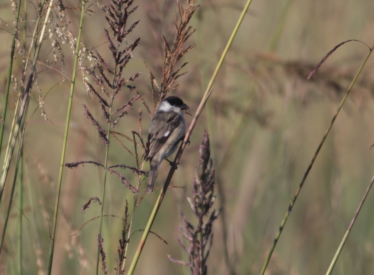 Pearly-bellied Seedeater - ML512637461