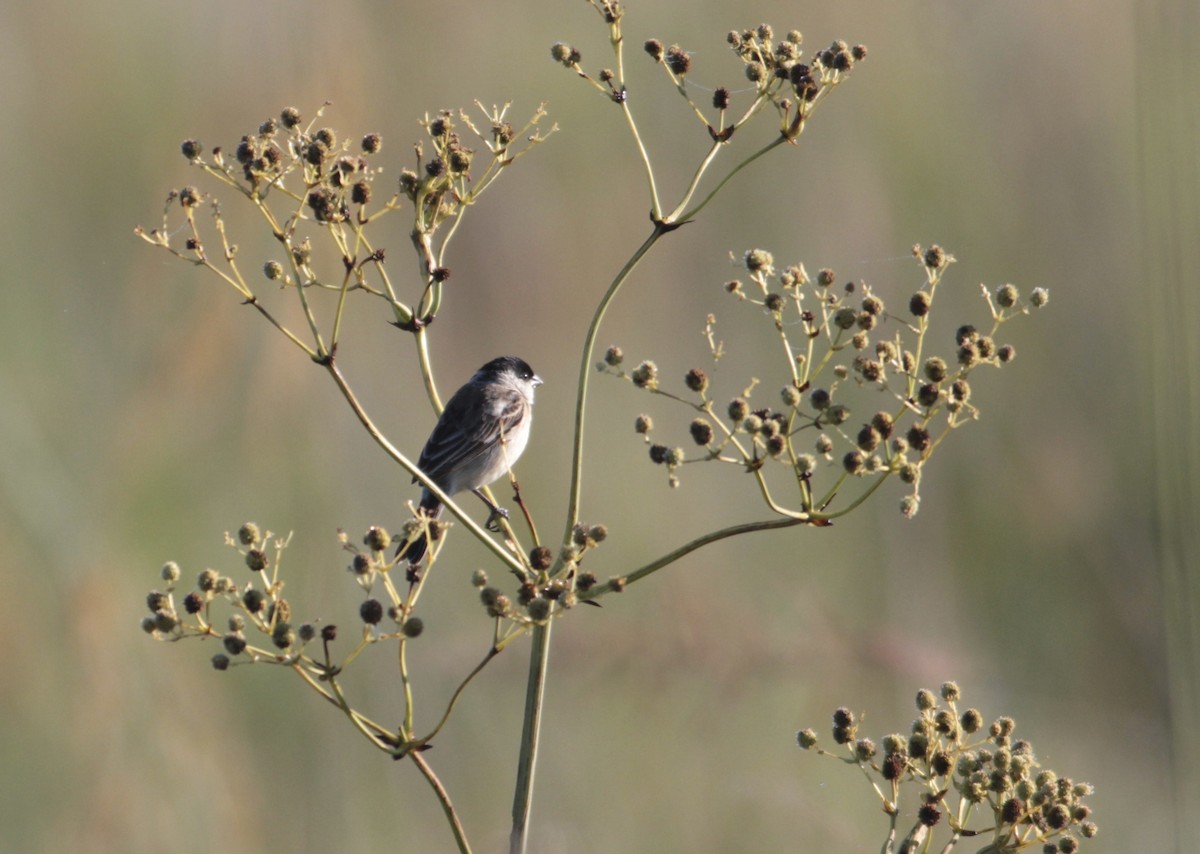 Pearly-bellied Seedeater - ML512637471