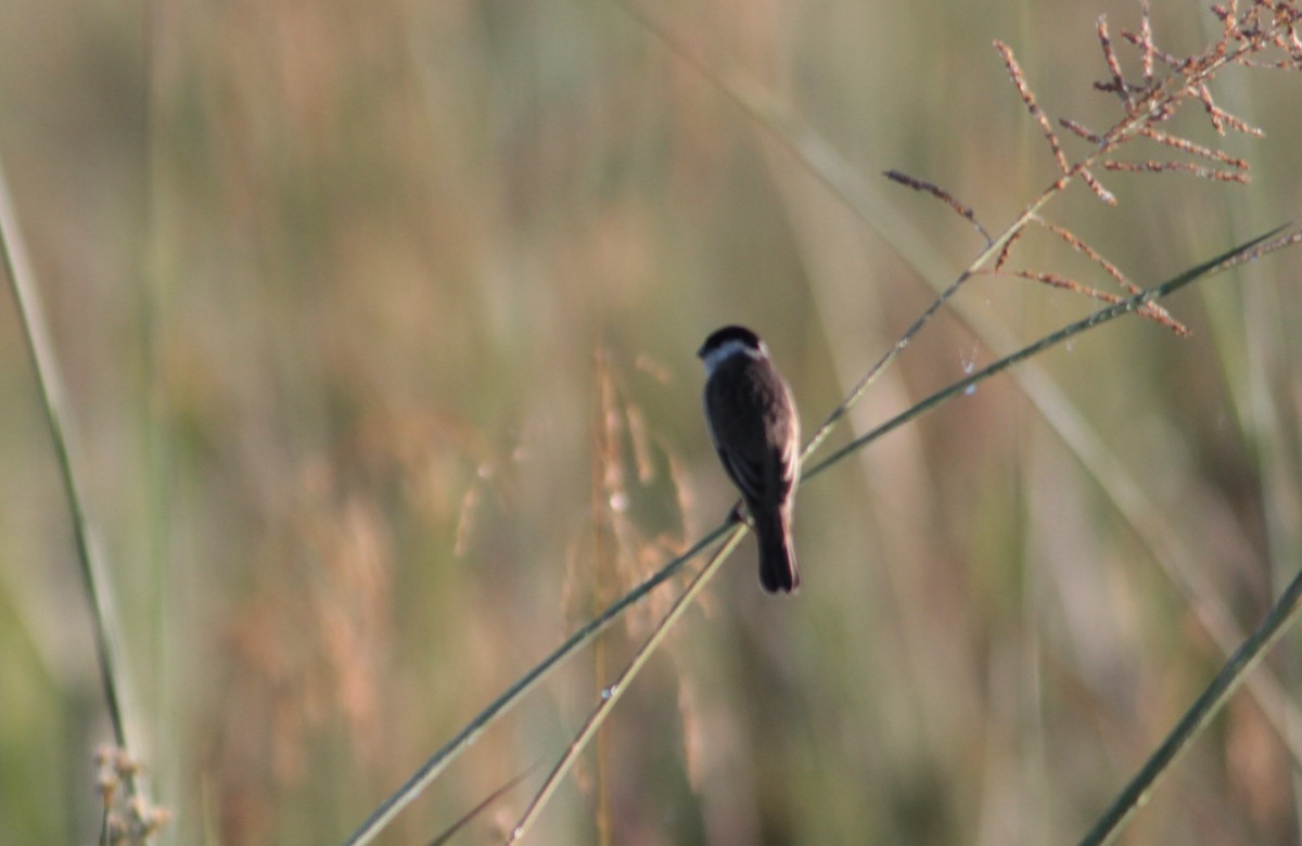 Pearly-bellied Seedeater - ML512637481