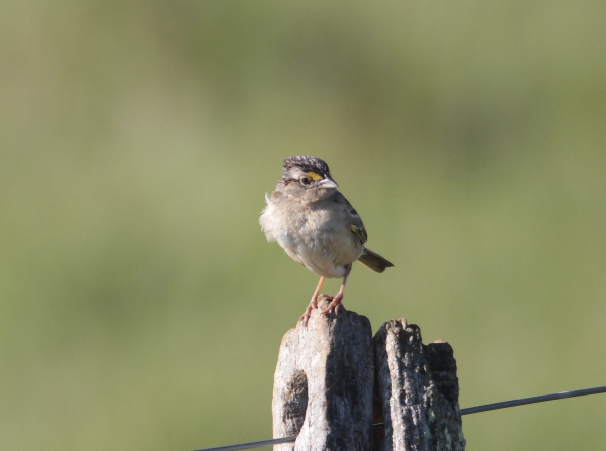 Grassland Sparrow - ML512637811