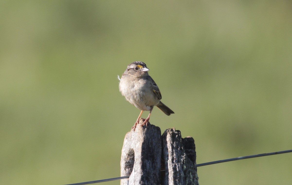 Grassland Sparrow - ML512637821