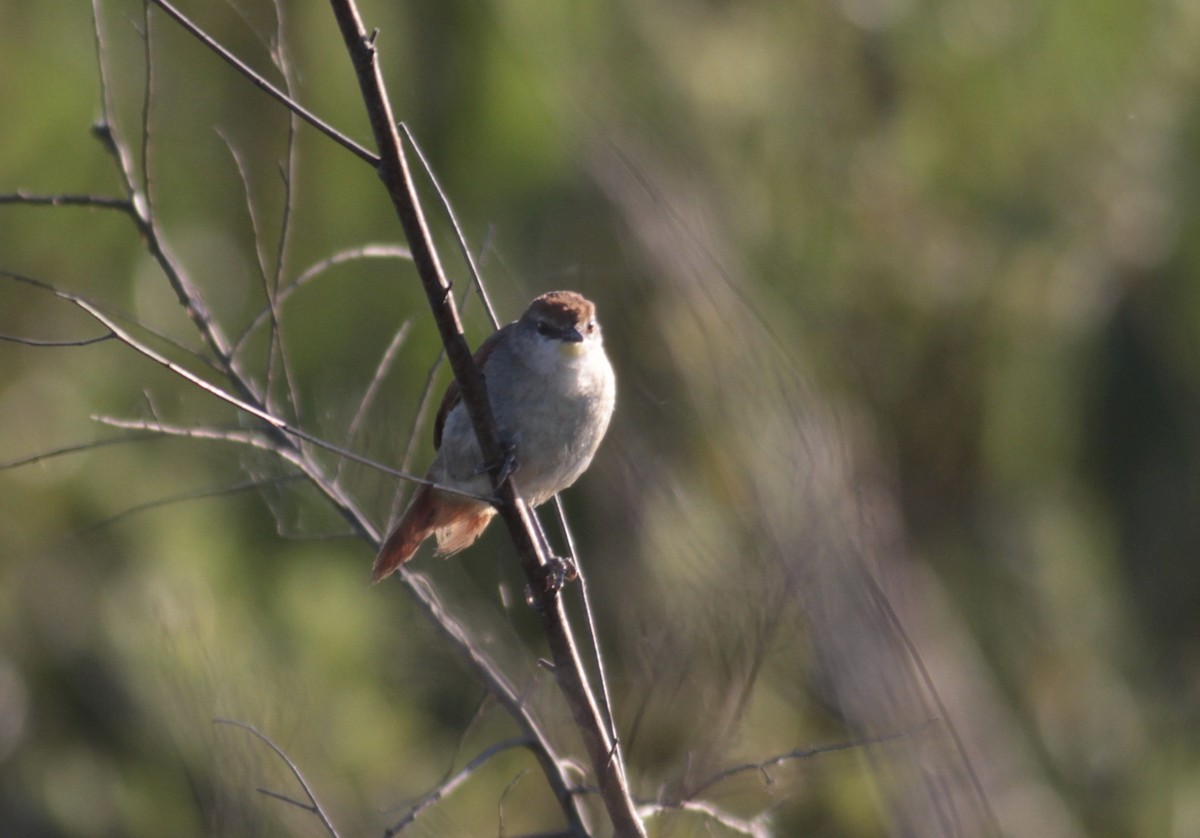 Yellow-chinned Spinetail - Thomas Plath