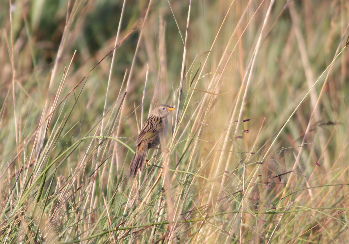 Wedge-tailed Grass-Finch - ML512639351