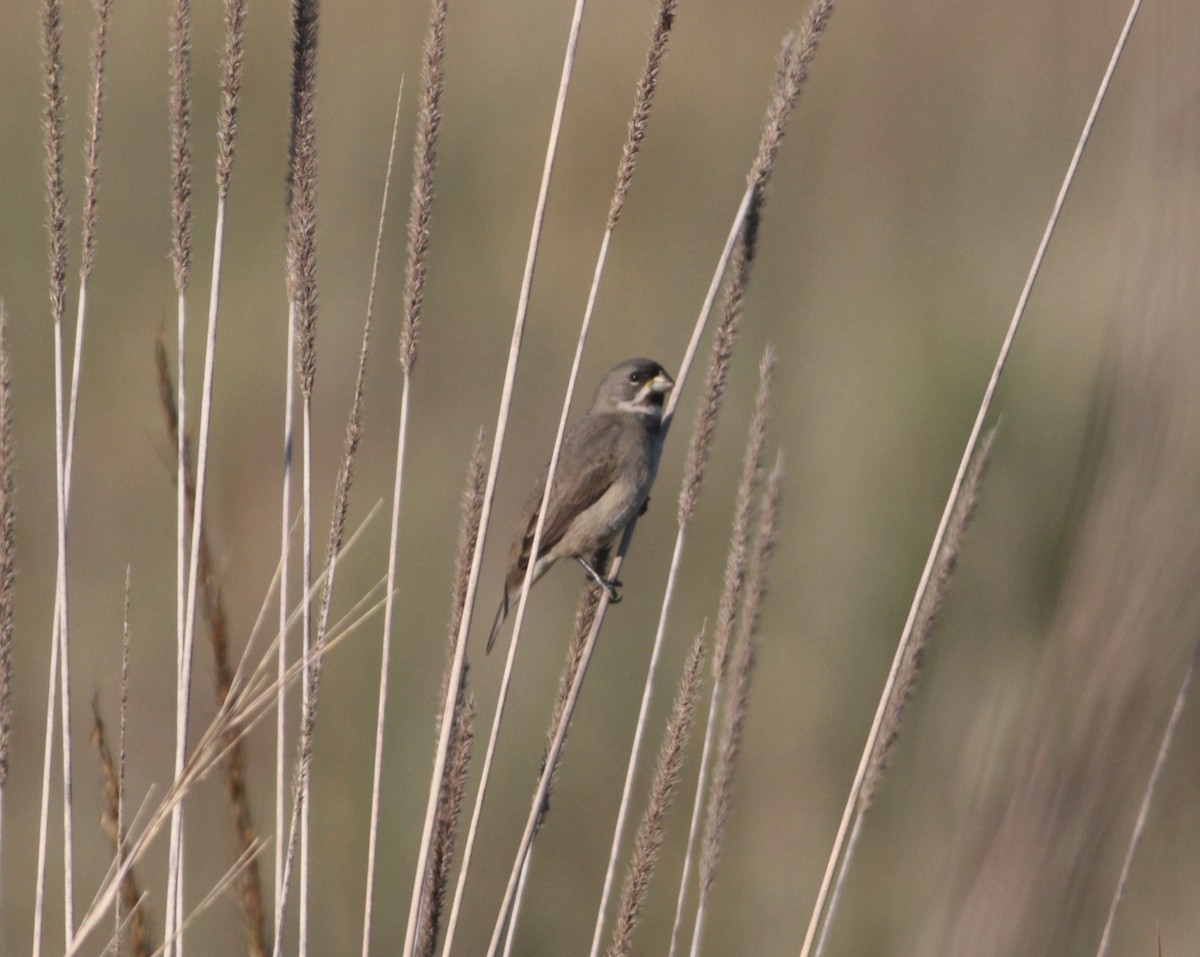 Double-collared Seedeater - Thomas Plath