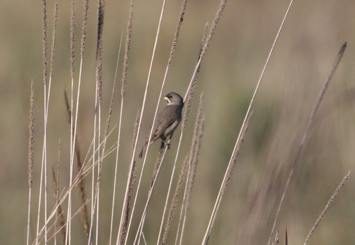 Double-collared Seedeater - ML512640301
