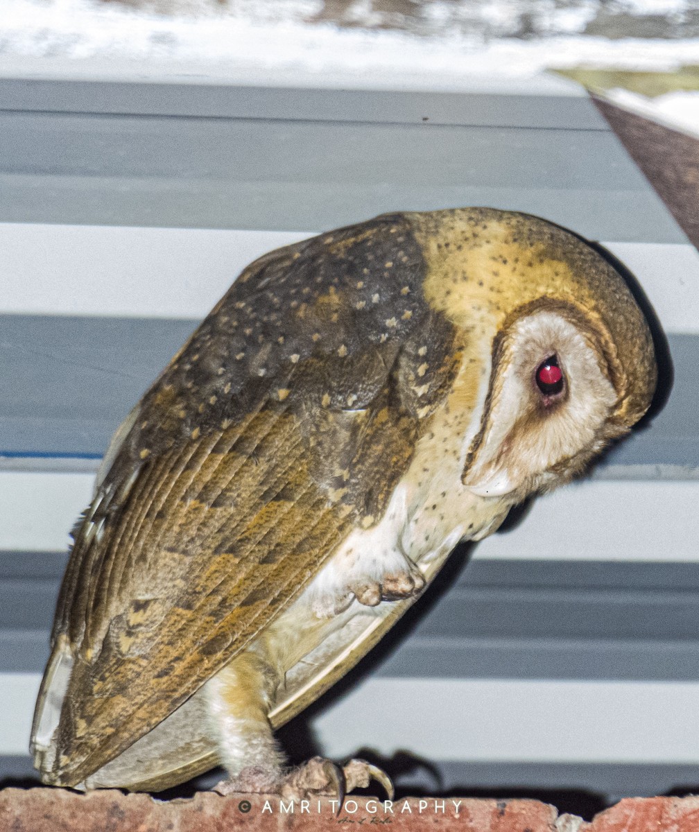 Andaman Masked-Owl - ML512640451