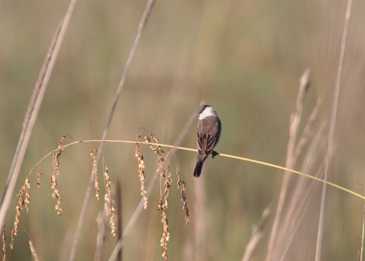 Pearly-bellied Seedeater - ML512640501