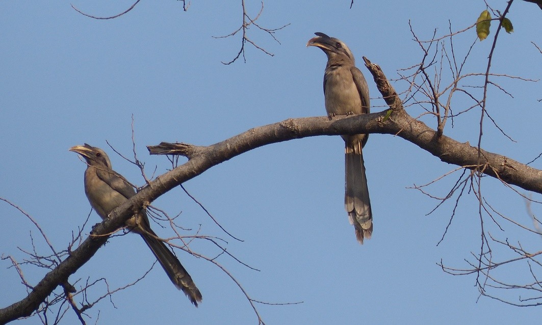 Indian Gray Hornbill - ML51264831
