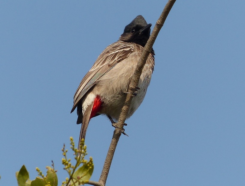 Red-vented Bulbul - ML51265101