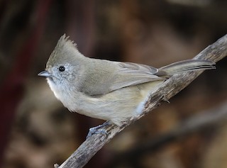 Oak Titmouse