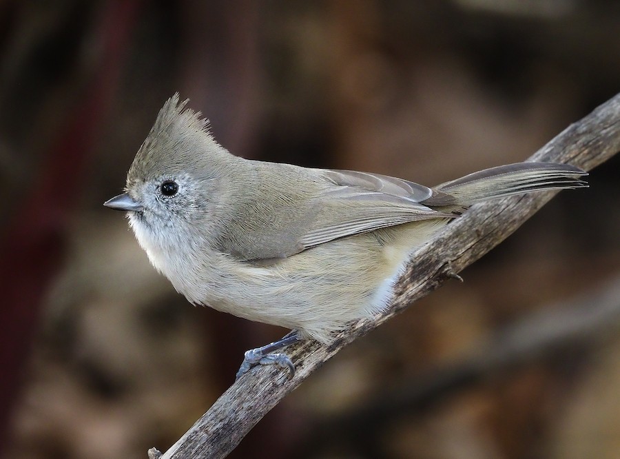 Oak Titmouse