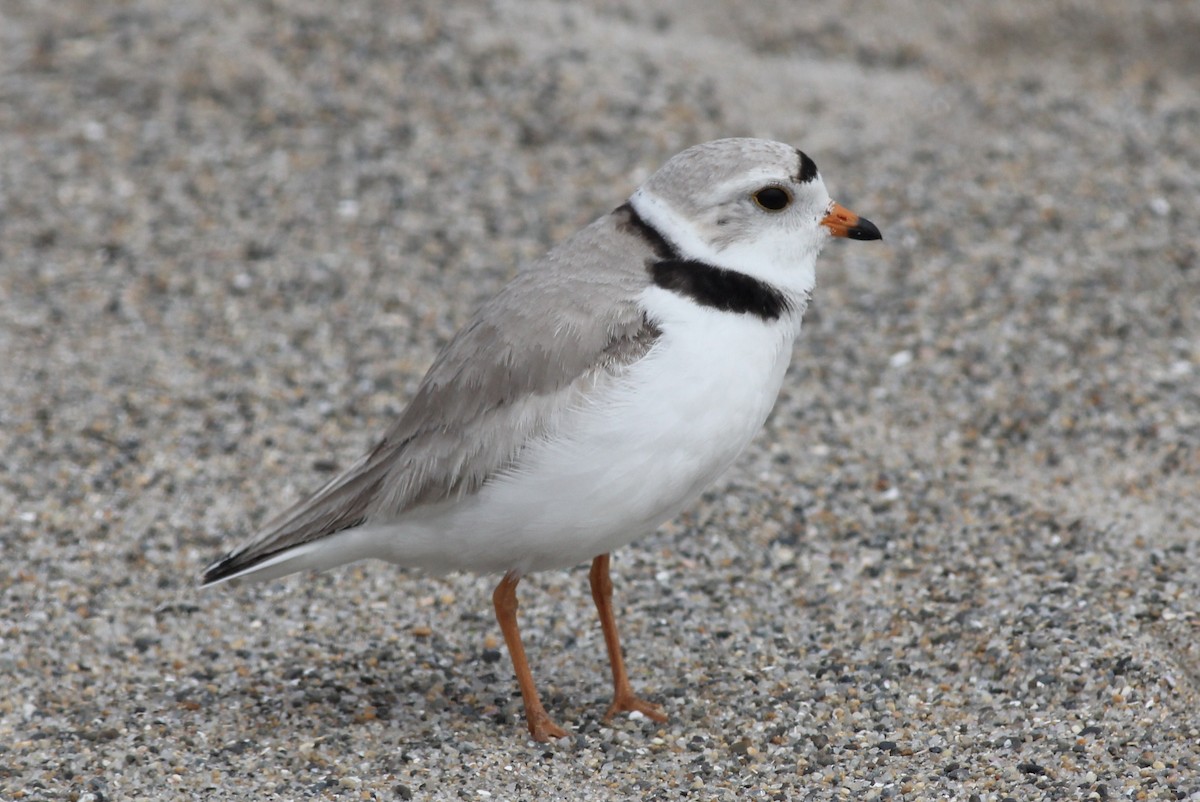 Piping Plover - ML51266341