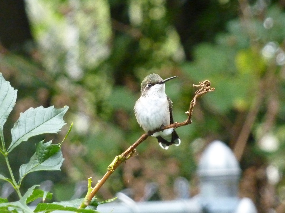 Ruby-throated Hummingbird - ML51266881