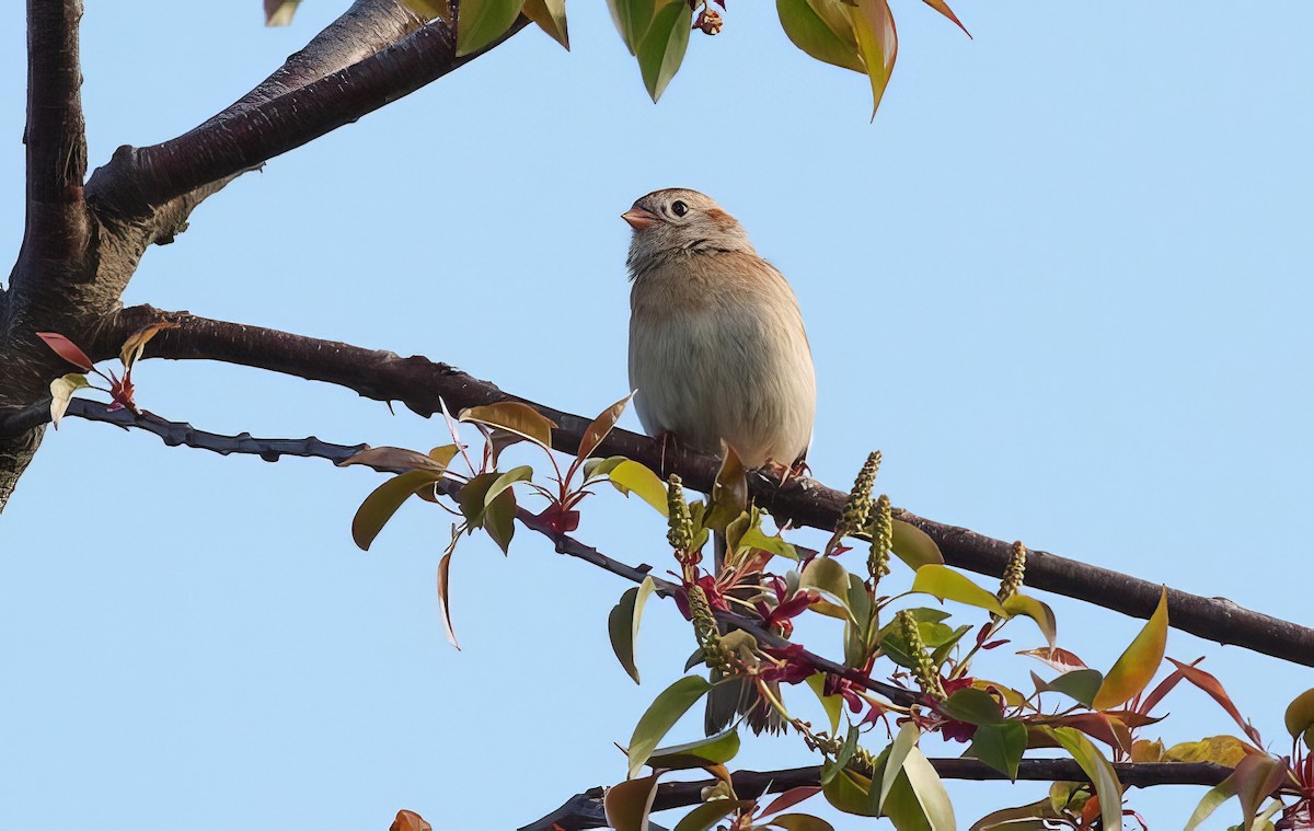 Field Sparrow - ML512668971
