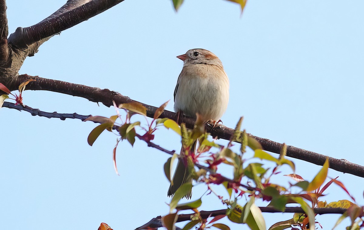 Field Sparrow - ML512668981