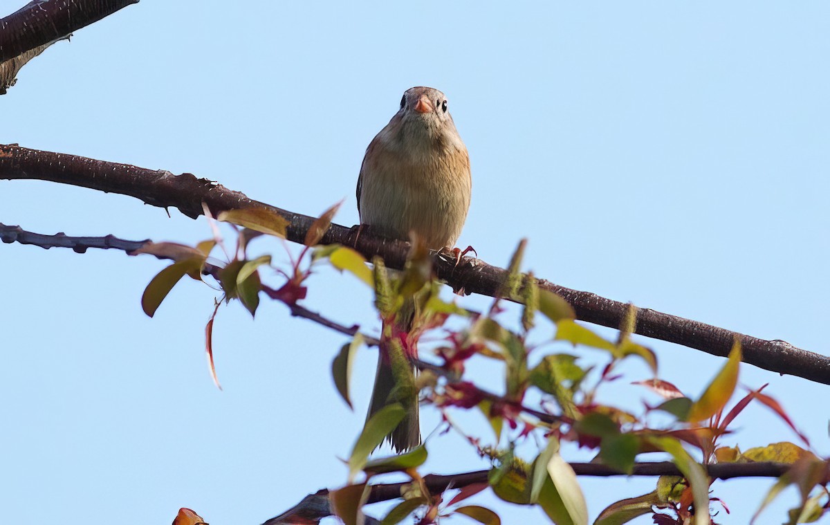 Field Sparrow - ML512668991