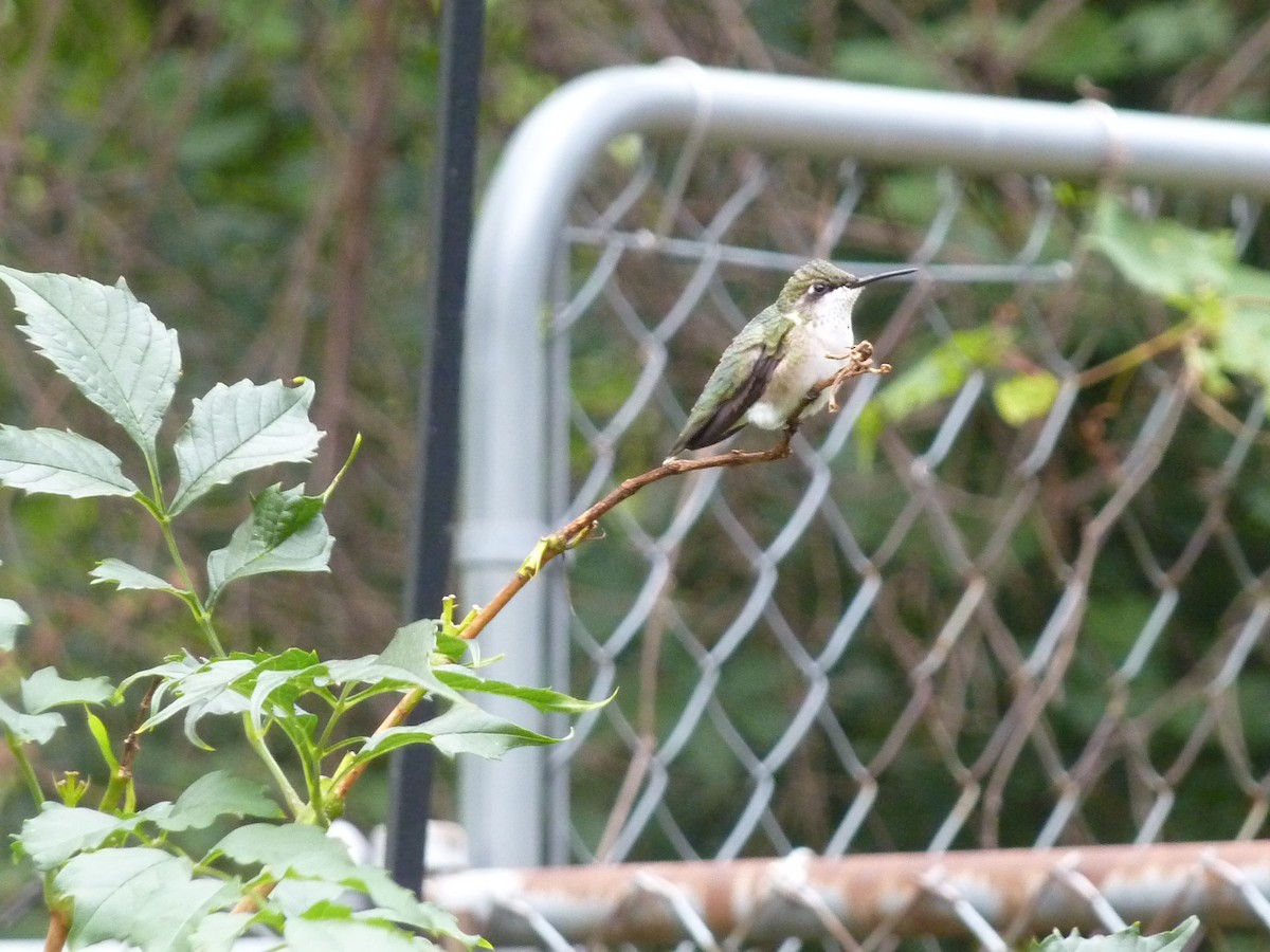 Ruby-throated Hummingbird - ML51266921