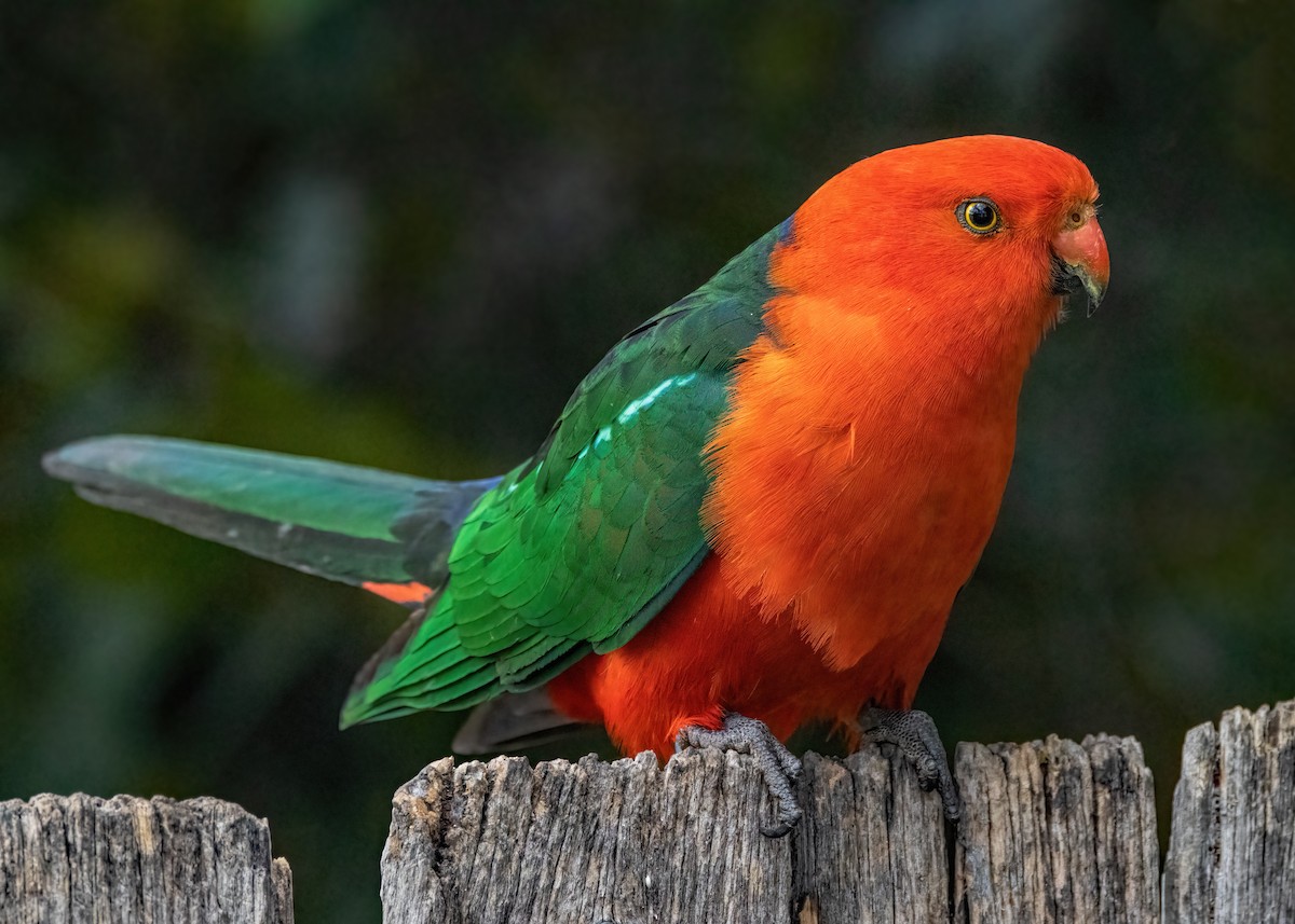 Australian King-Parrot - Julie Clark