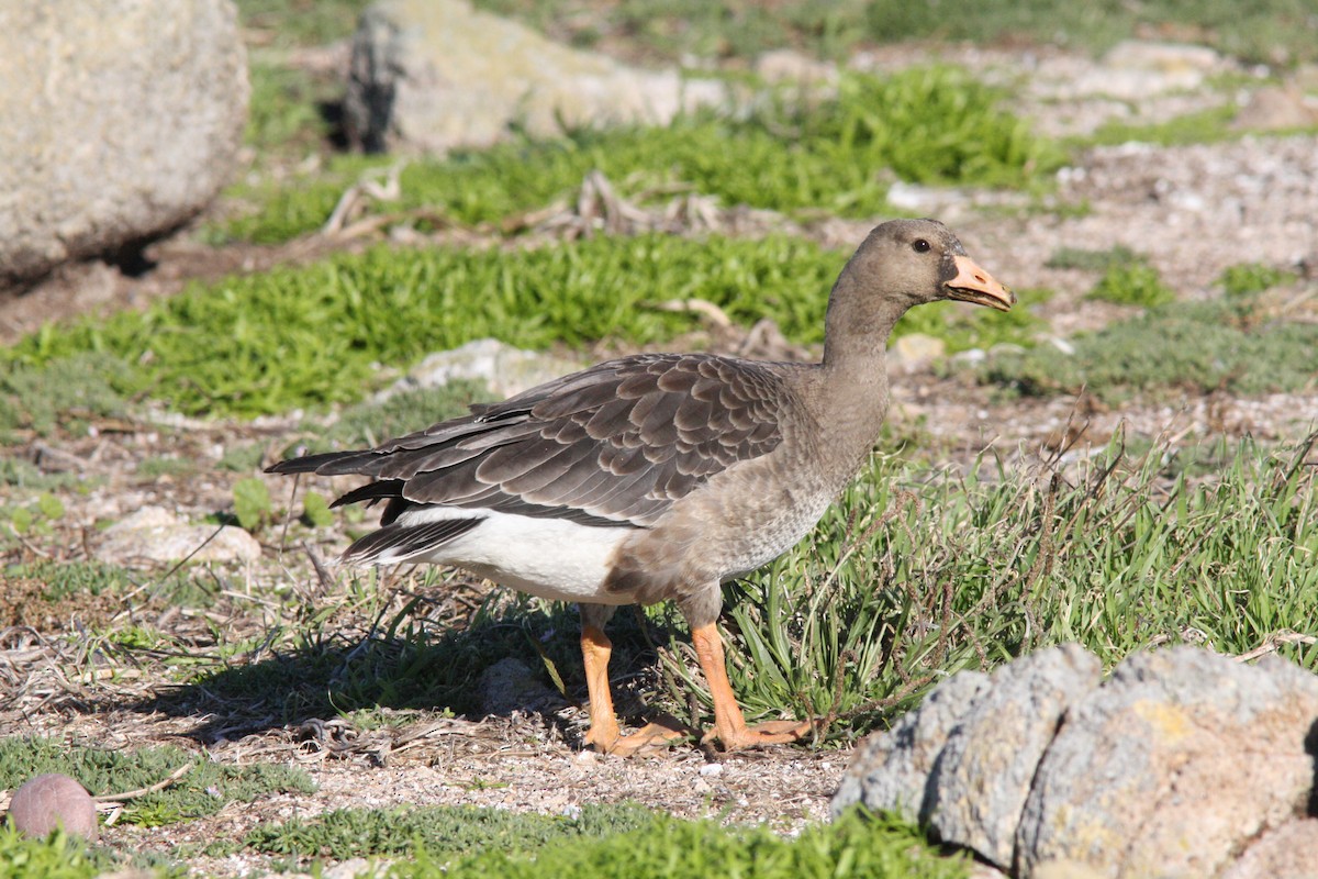 Greater White-fronted Goose - Farallon Island