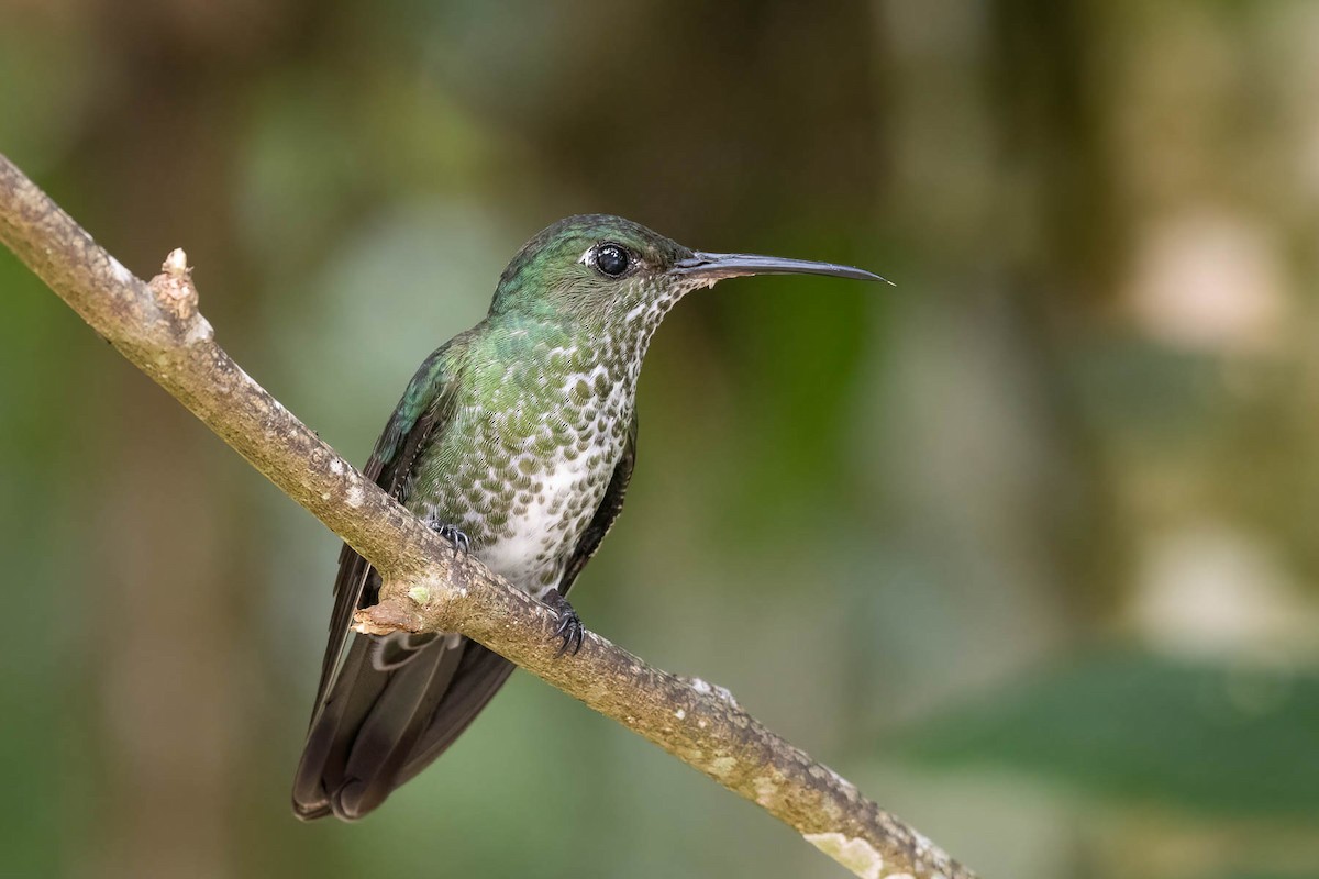 Many-spotted Hummingbird - ML512674051