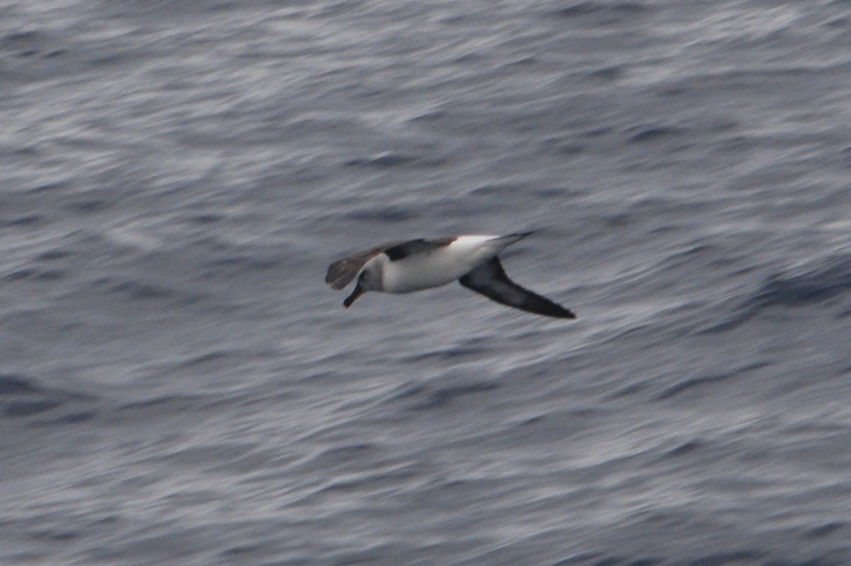 albatros šedohlavý - ML512674421