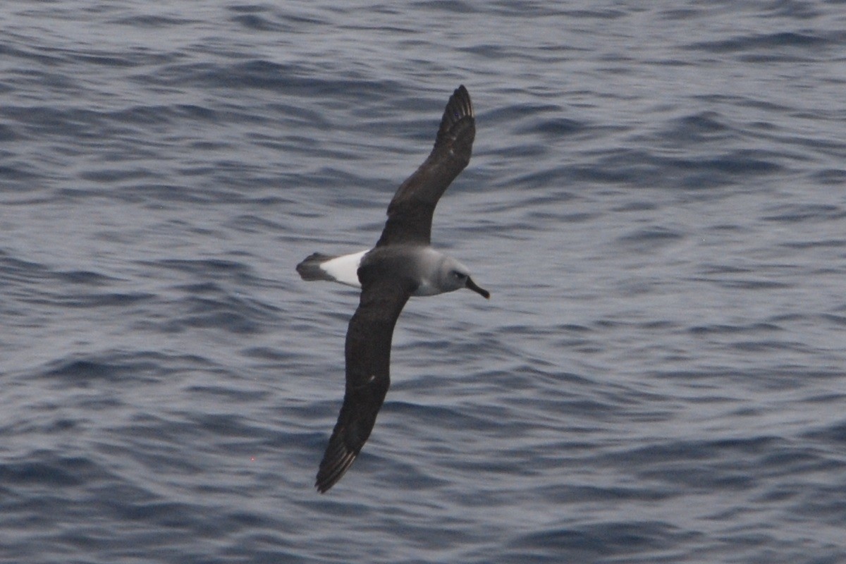 Gray-headed Albatross - ML512674431