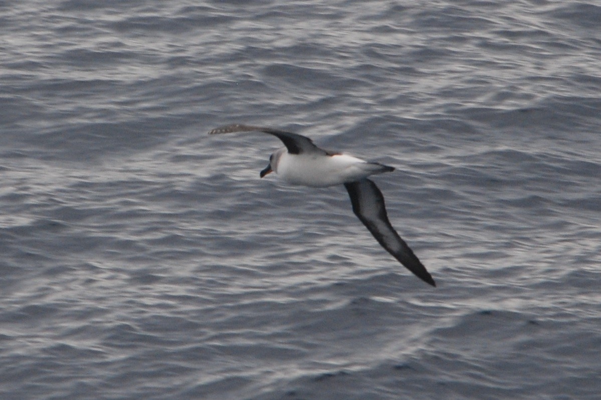 albatros šedohlavý - ML512674441