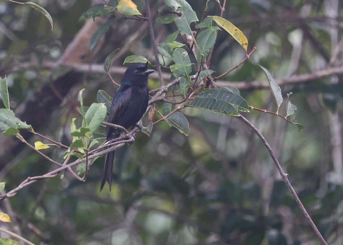 Crested Drongo - ML512675461