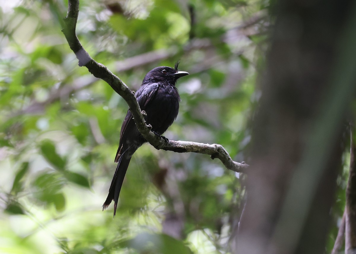 Crested Drongo - ML512675471