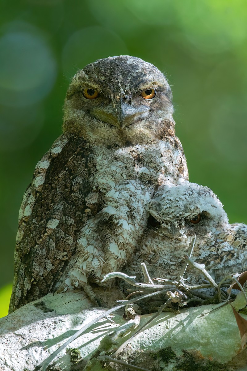 Papuan Frogmouth - ML512680351